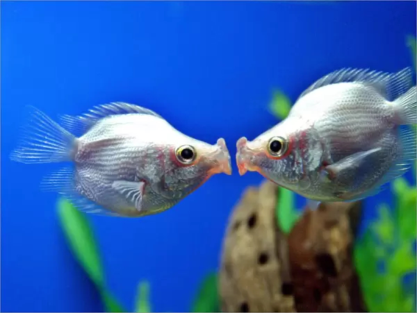 A pair of tropical 'kissing fish'kiss in Shanghai