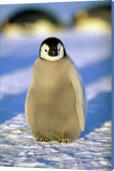 Emperor Penguin, Aptenodytes forsteri, chick, Weddell Sea, Antarctica