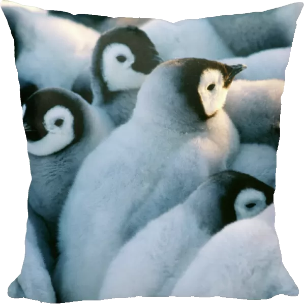 Emperor Penguins, Aptenodytes forsteri, chicks huddled together in a creche to keep warm