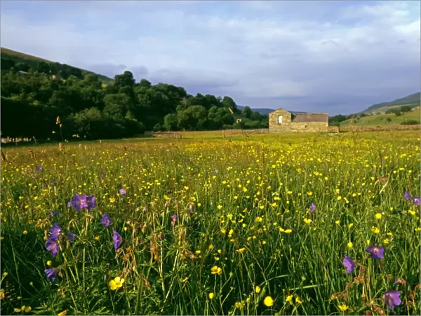 Hay Meadow, Yorkshire Dales with Buttercups, Bloody cranes-bill, and Wood Sorrel, summer
