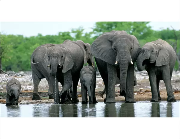 African Elephants at water hole, Etosha NP, Namibia, South Africa