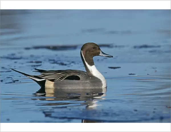Pintail, Anas acuta, male on icy pond, UK, winter