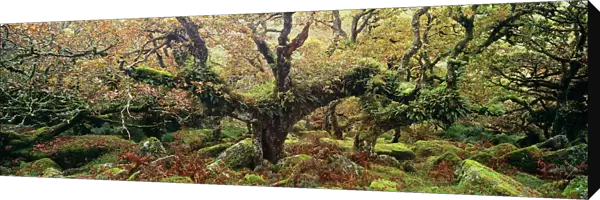Ancient Sessile Oaks in Wistmans Wood, Dartmoor