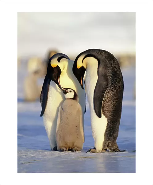 Emperor Penguins, Aptenodytes forsteri family Weddell Sea Antarctica
