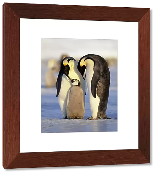 Emperor Penguins, Aptenodytes forsteri family Weddell Sea Antarctica