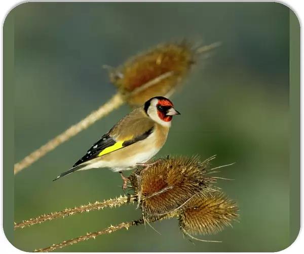 Goldfinch Carduelis carduelis on teasel Kent UK
