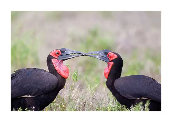 Ground Hornbills passing food Kenya