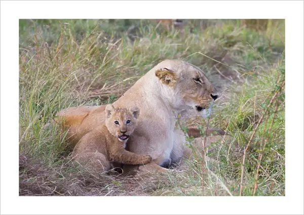 Lioness Panthera leo with cub Masai Mara Kenya