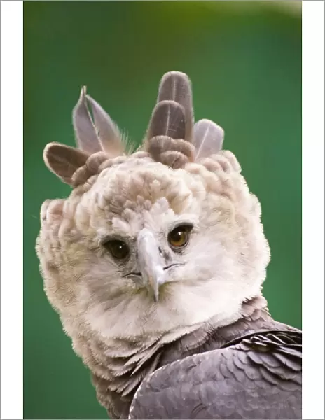 Harpy Eagle from Peregrine Fund re-introduction programme Panama