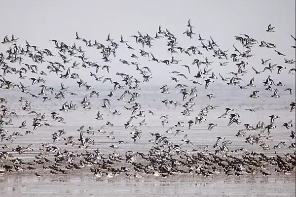Oystercatchers Haematopus ostralegus flock on mudflats of The Wash off Snettisham