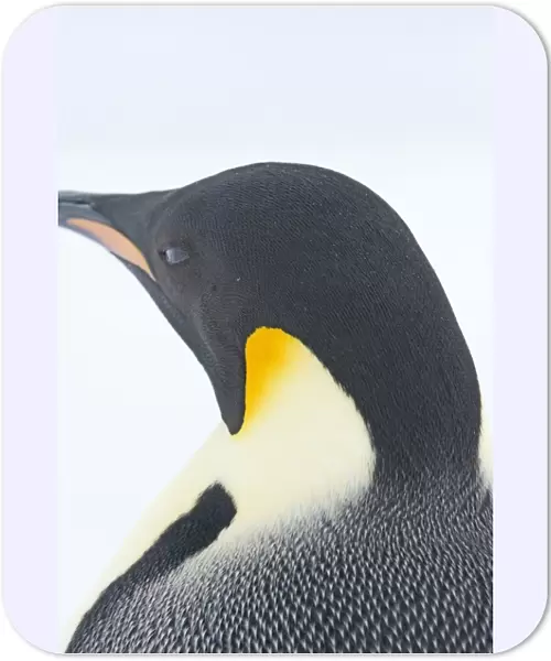 01970dt. Emperor Penguin Aptenodytes forsteri Snow Hill Island Antarctica November