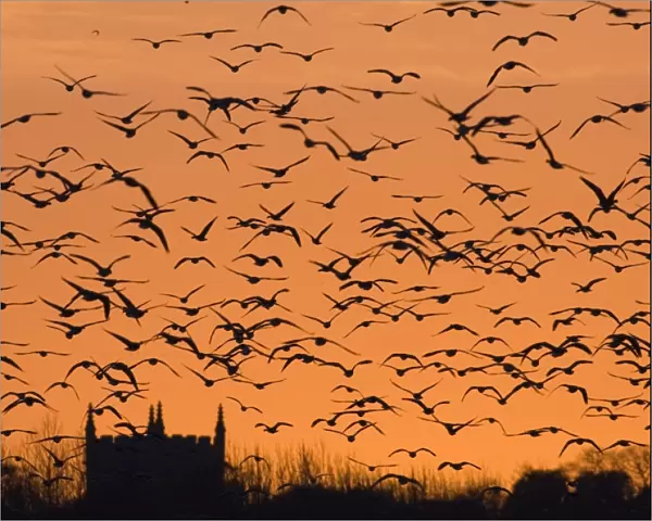 Pink-footed Geese Anser brachyrhynchus flock silhouetted at sunset Holkham North