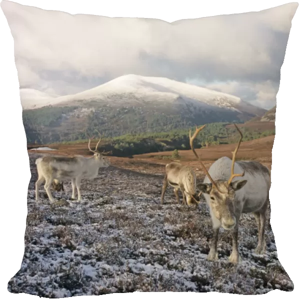 Reindeer on Cairngorm Scottish Highlands winter