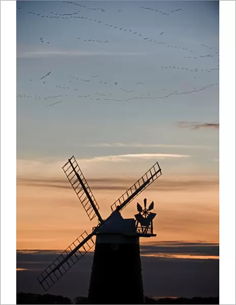 Pink footed Geese Anser brachyrhynchos skeins flying to roost at dusk over windmill