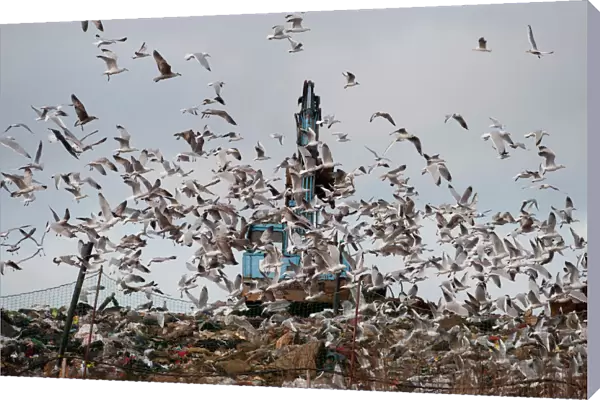 Gulls mainly Herring and Black-headed Gulls on rubbish tip Edgfield Norfolk winter