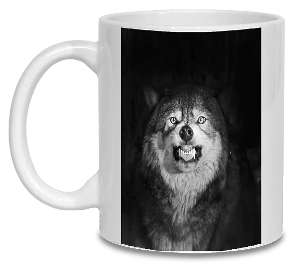 Wolf Canis lupus snarling Minnesota N America winter