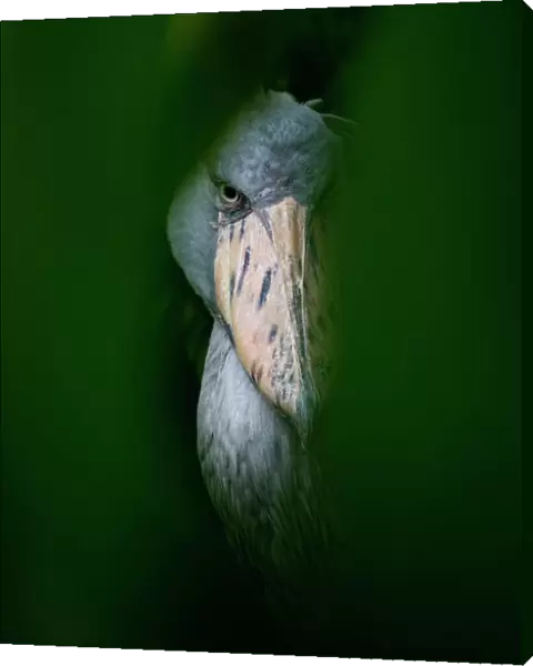 Shoebill Stork(Balaeniceps rex) Captive