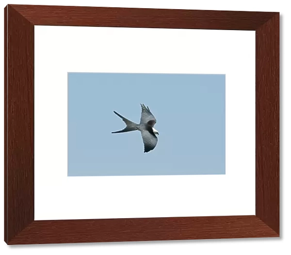 Swallow-tailed Kite Elanoides forficatus Florida Everglades USA