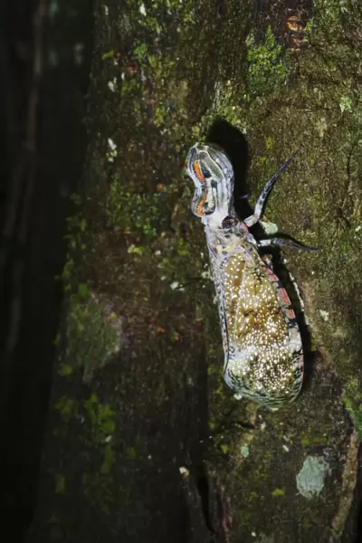 Lantern Fly (Alligator Bug) Fulgora laternaria Tambopata Amazon Peru