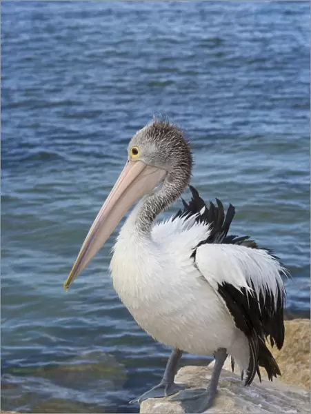 Australian Pelican (Pelecanus conspicillatus) adult, non-breeding plumage, standing on rock at edge of water