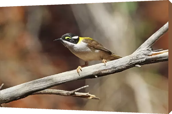 Black-chinned Honeyeater (Melithreptus gularis laetior) Golden-backed subspecies, adult, perched on branch