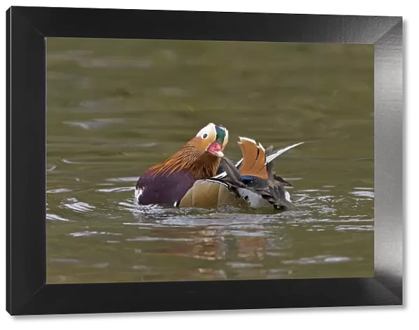 Mandarin Duck (Aix galericulata) introduced species, adult male, preening on water, Pensthorpe Nature Reserve, Norfolk