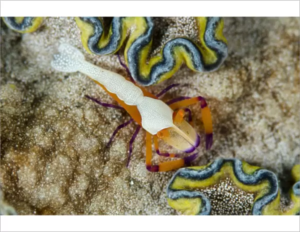 Imperial Shrimp (Periclimenes imperator) adult, on Girdled Glossodoris Nudibranch (Glossodoris cincta), Lembeh Straits