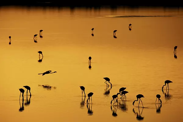 Greater Flamingo (Phoenicopterus roseus) flock, feeding in shallow water, silhouetted on soda lake at sunset
