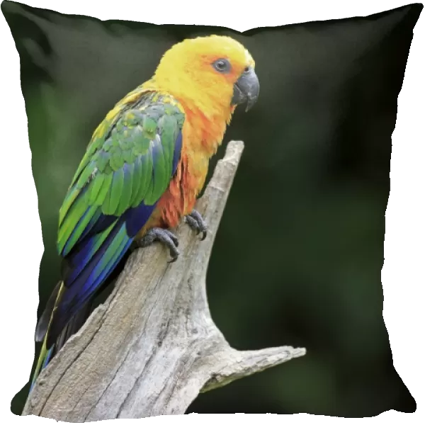 Jandaya Parakeet (Aratinga jandaya) adult, perched on branch (captive)