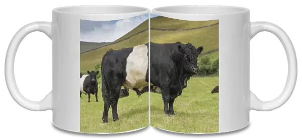 Domestic Cattle, Belted Galloway, bull and cows, standing in pasture, Edale, Peak District N. P