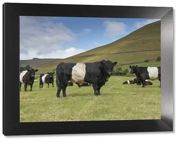 Domestic Cattle, Belted Galloway, bull and cows, herd standing in pasture, Edale, Peak District N. P