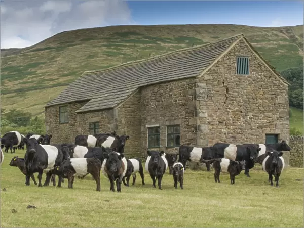Domestic Cattle, Belted Galloway, bull, cows and calves, herd standing in pasture beside stone field barn, Edale