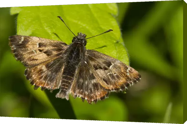 Mallow Skipper (Carcharodus alceae) adult, basking on leaf, Ariege Pyrenees, Midi-Pyrenees, France, May