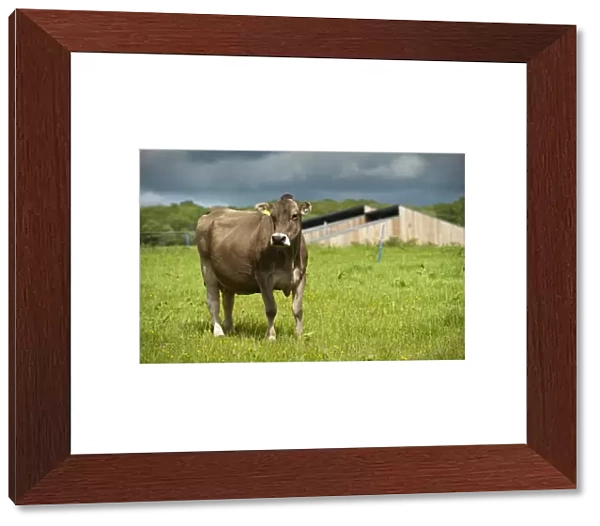 Domestic Cattle, Brown Swiss dairy cow, standing in pasture, Dumfries, Dumfries and Galloway, Scotland, June