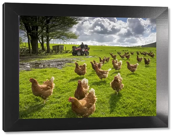 Domestic Chicken, freerange hens, flock in pasture, being fed by farmer on quadbike, Chipping, Lancashire, England, May