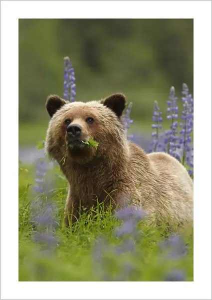 Grizzly Bear (Ursus arctos horribilis) adult, feeding on leaves, standing near Nootka Lupin (Lupinus nootkatensis)