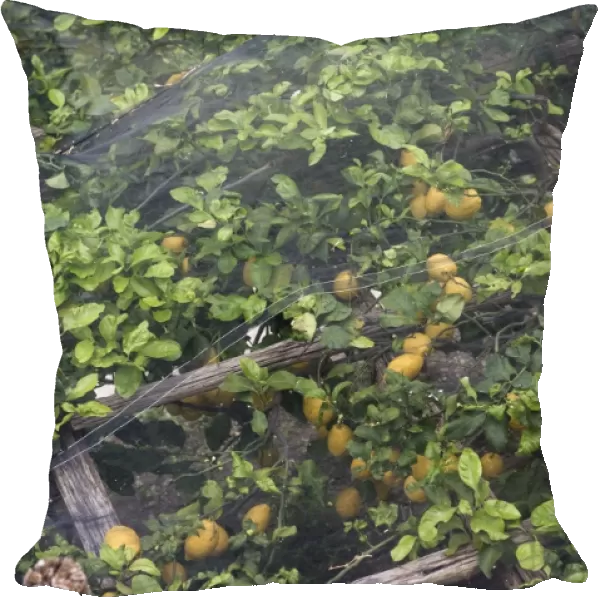 Lemon trees with fruit under shade netting to prevent sunburn, Bay of Salerno, near Amalfi, Campania, Italy, May