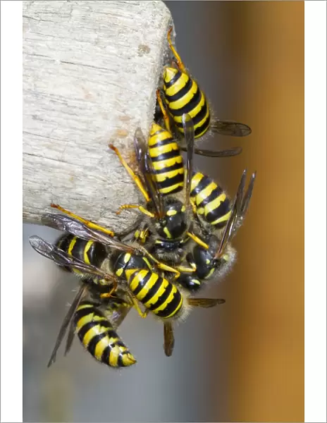 Tree Wasp (Dolichovespula sylvestris) adult males and new queens, mass emergence from nest entrance, Powys, Wales