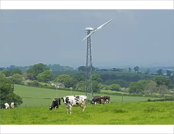 Domestic Cattle, Holstein, dairy cows, herd grazing in pasture, with wind turbine in background, Cumbria, England, May