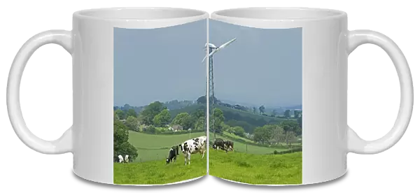 Domestic Cattle, Holstein, dairy cows, herd grazing in pasture, with wind turbine in background, Cumbria, England, May
