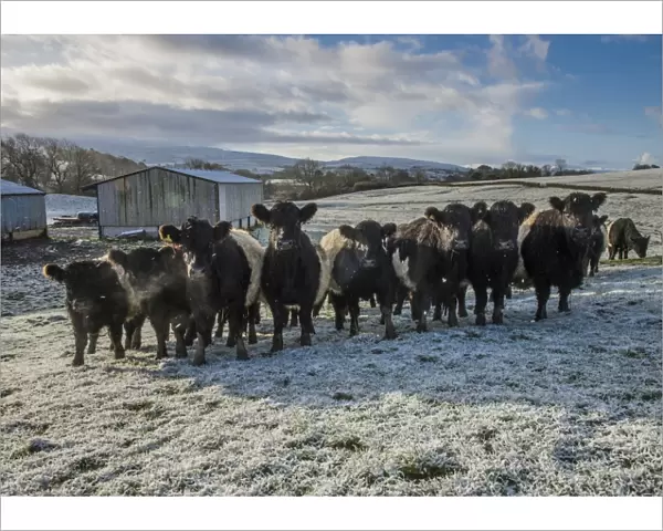 Domestic Cattle, Belted Galloway beef herd, standing in frost covered pasture, Brough, Kirkby Stephen, Cumbria