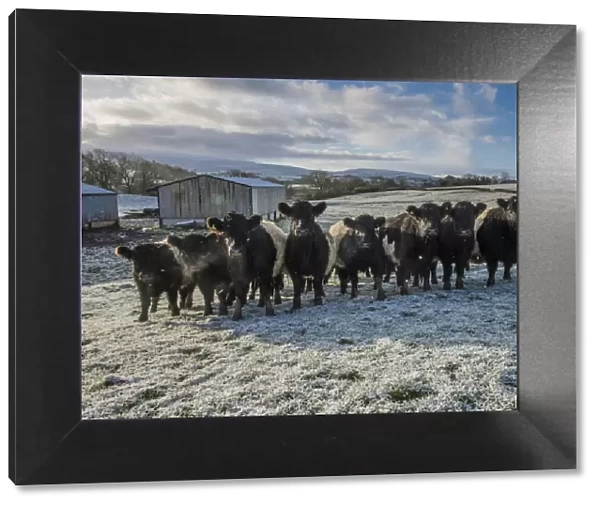 Domestic Cattle, Belted Galloway beef herd, standing in frost covered pasture, Brough, Kirkby Stephen, Cumbria