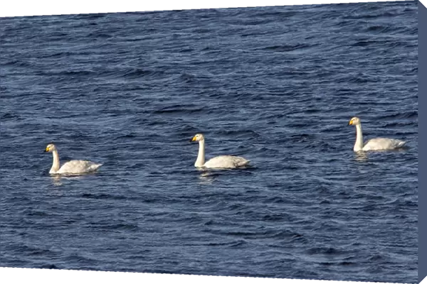 Whooper Swans on Lake Ardnave at Loch Gruinart, Isle of Islay Scotland
