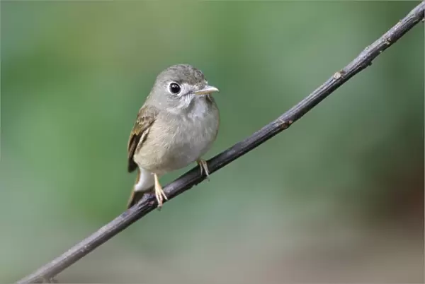 Asian Brown Flycatcher (Muscicapa dauurica) adult, perched on twig in lowland rainforest, Sinharaja Forest Reserve
