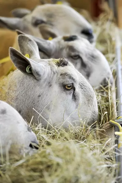 Domestic Sheep, Blue-faced Leicester rams, close-up of heads, feeding on hay in rack, Cumbria, England, September