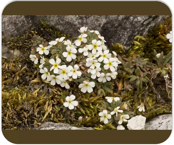Dwarf Rock-jasmine (Androsace hausmannii) flowering, growing on dolomite rock, Dolomites, Italian Alps, Italy, June