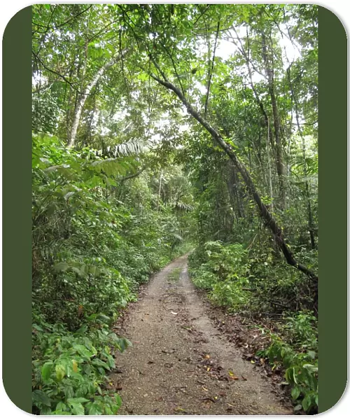 Track through tropical forest, Pipeline Road, Panama, November