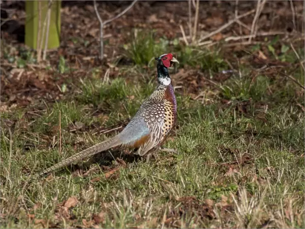 Male or cock Pheasant on autumn leaf litter