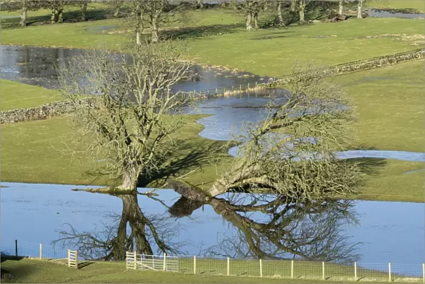 Fallen tree and floodwater on pasture in valley farmland, Burtersett, Wensleydale, Yorkshire Dales N. P