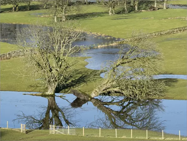 Fallen tree and floodwater on pasture in valley farmland, Burtersett, Wensleydale, Yorkshire Dales N. P